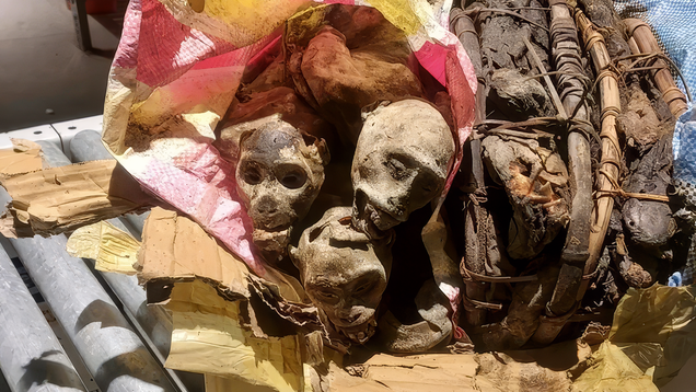 Feds Make Incredibly Gross Find In Traveller's Luggage