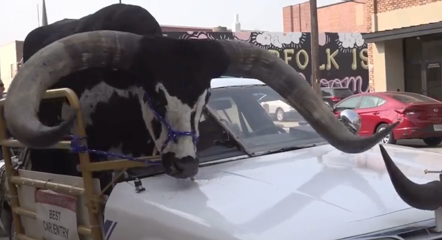 Cops Stop Car Just Because A Passenger Was A Massive Watusi Bull
