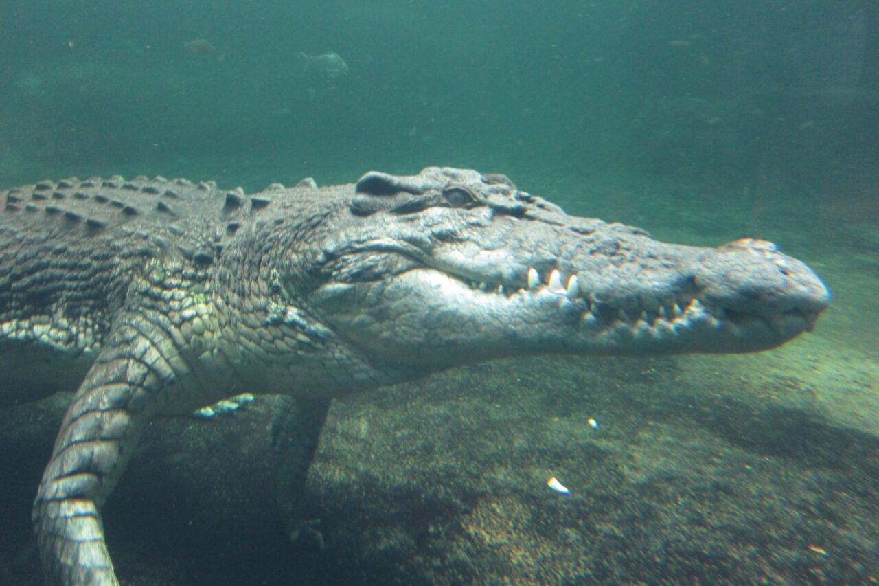 Crocodiles Evolved Backwards From Warm-Blooded Species to Cold-Blooded Killers