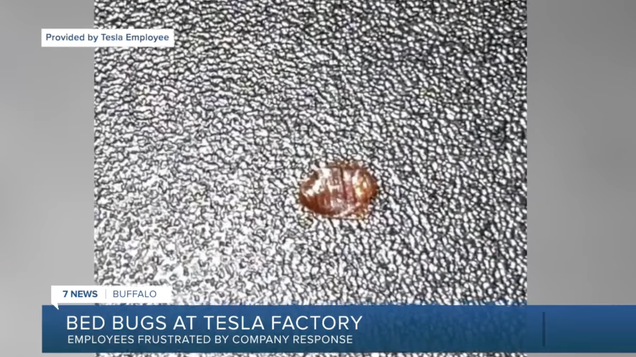 New York Tesla Gigafactory Infested With Bed Bugs And Efforts To Kill Them Are Making Workers Sick