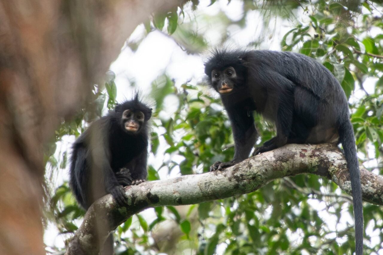This Orange-Lipped Monkey Puzzled Scientists for Nearly Two Decades. They Finally Know What It Is