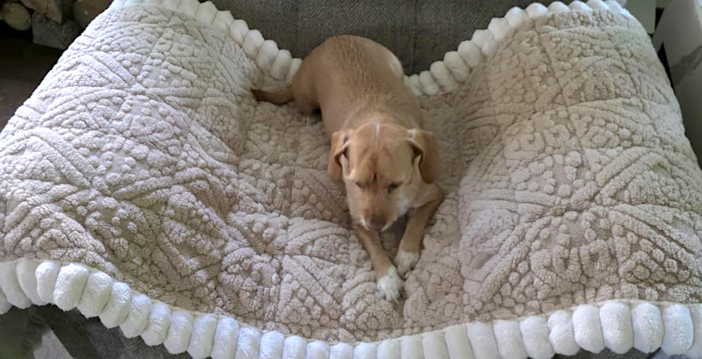 Pet Couch Cover from $13 on Amazon (Use on Sofas, Car Seats & More!)