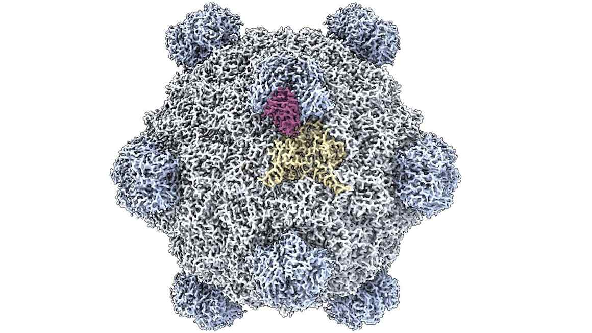 AI creates first synthetic viruses
