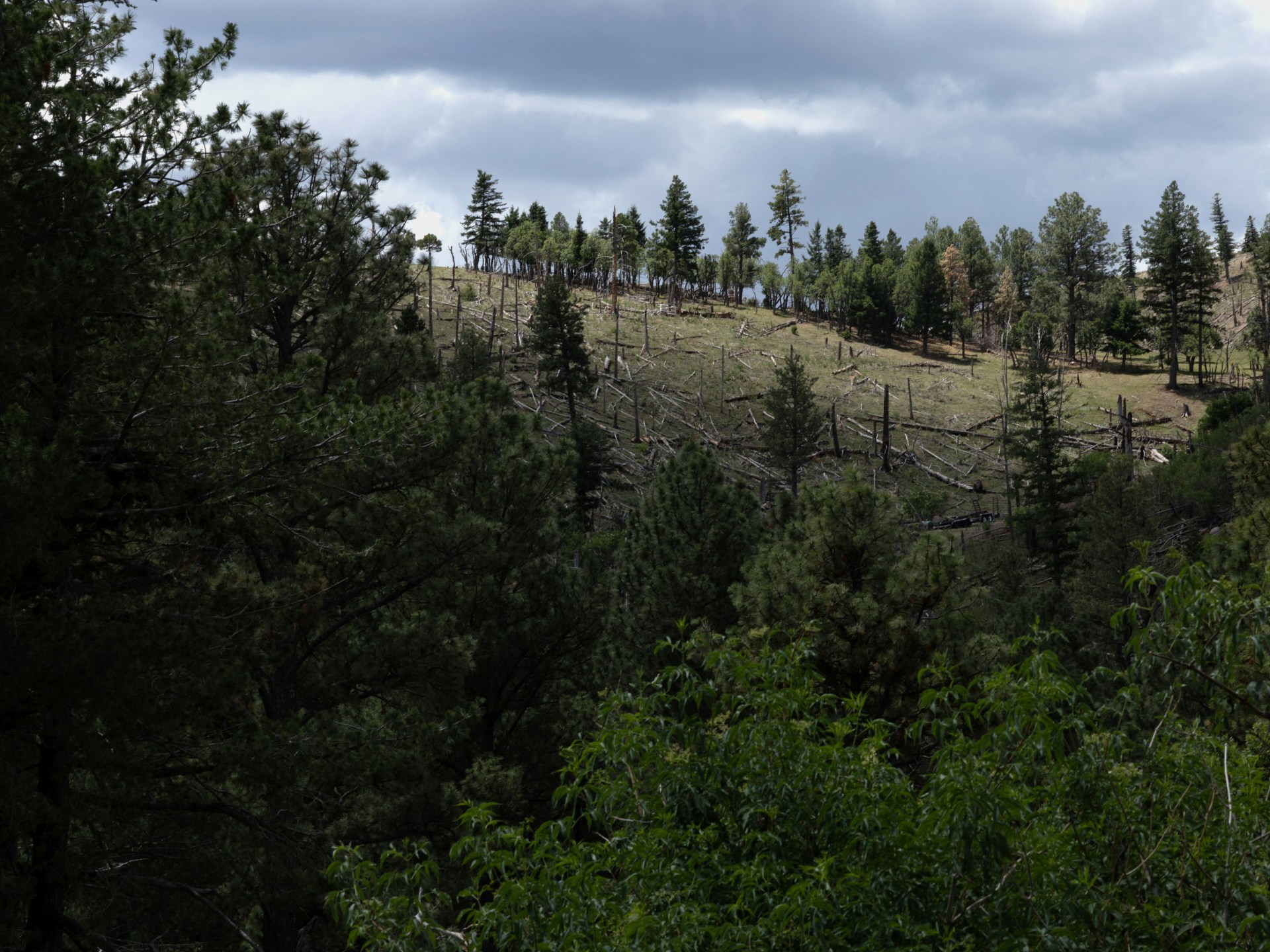Trump administration moves to end rule protecting swaths of forest land