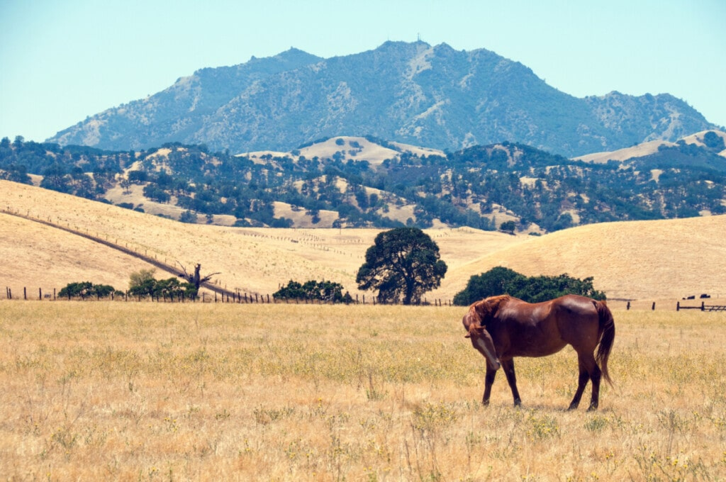 What Is Brentwood, CA, Known For? 10 Reasons to Love This City in The Valley