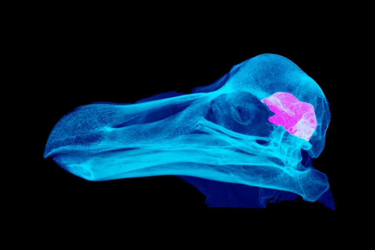 Scientists Studied the Only 3 Dodo Skulls in Existence. Turns Out We Owe Them an Apology