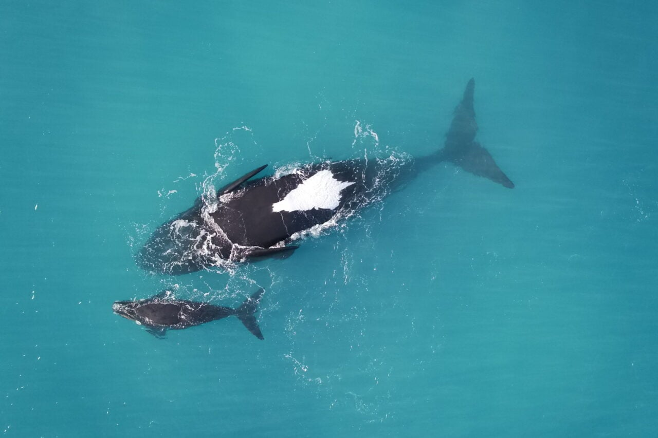 Scientists Thought These Upside-Down Whales Might Be Sick. They Were Wrong