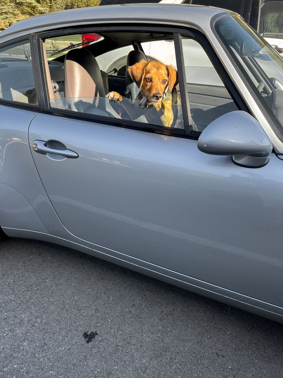 When Crossing the Country by Car, Choosing the Right Dog and Car Is Crucial