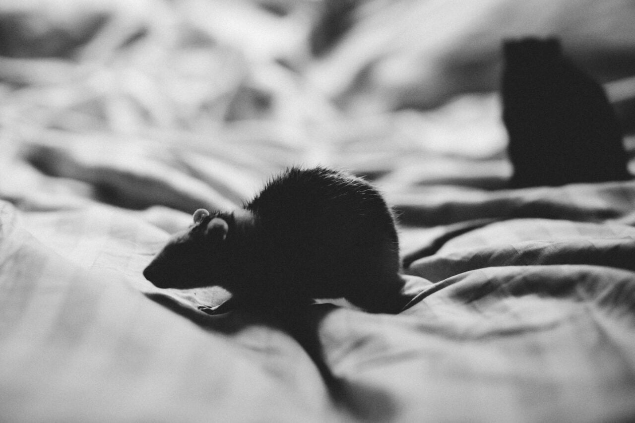 Mutant Rodents Are Developing Rat Poison Resistance