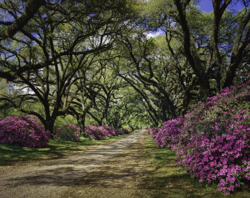 10 Pros and Cons of Living in Louisiana