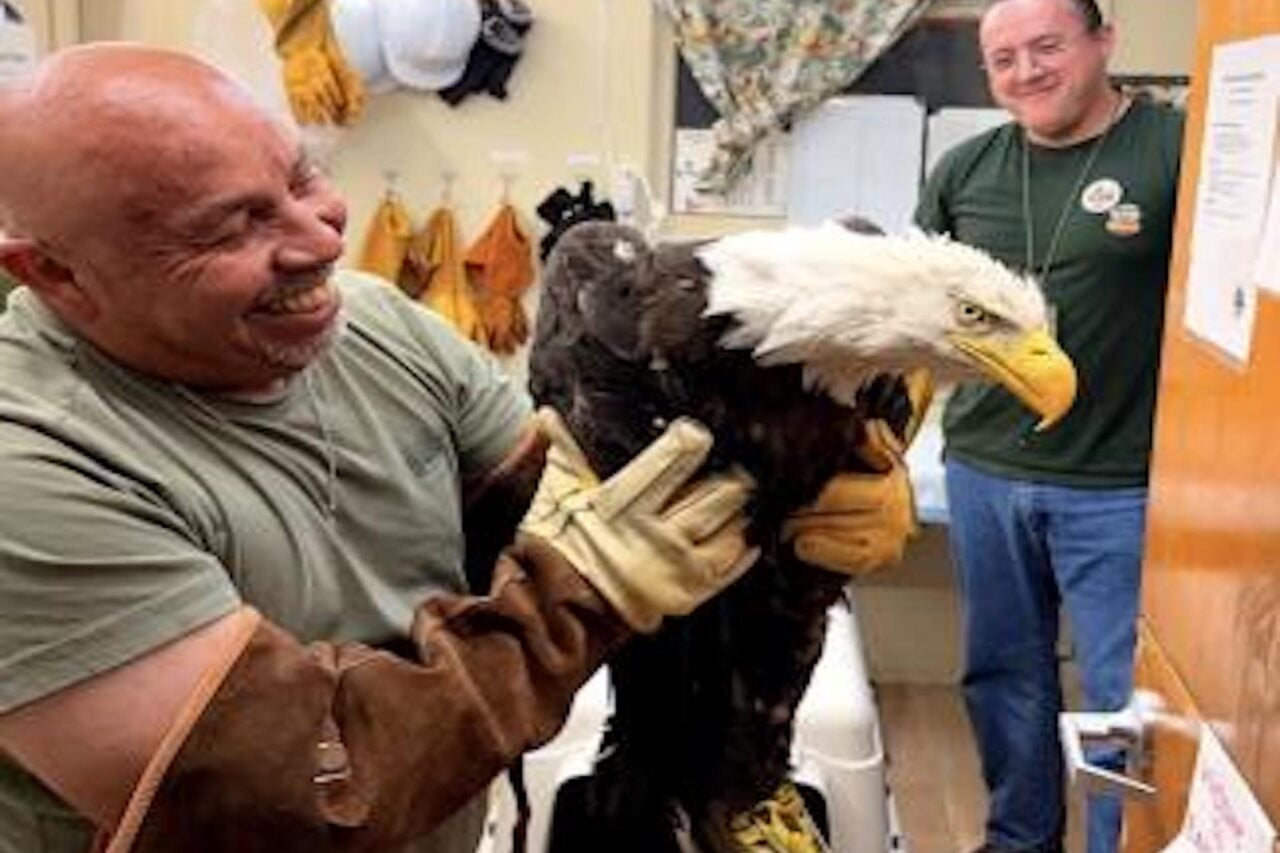 Internet-Famous Bald Eagle Found Alive After Mysterious Disappearance