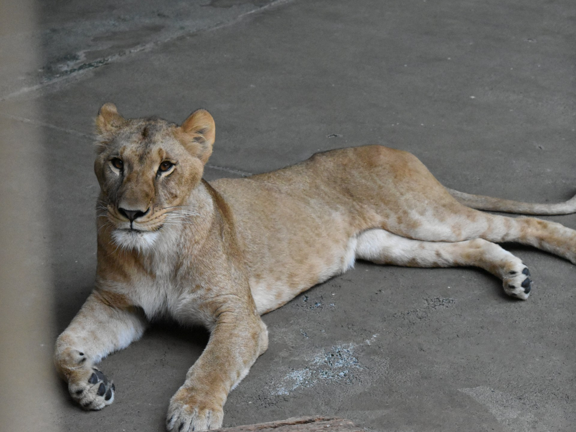 Three lions die in Tokyo zoo as heatwave scorches East Asia