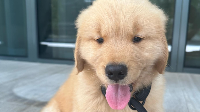 Racing Team Owner Ran Over A Driver's Golden Retriever Puppy Hours Before The Daytona 24