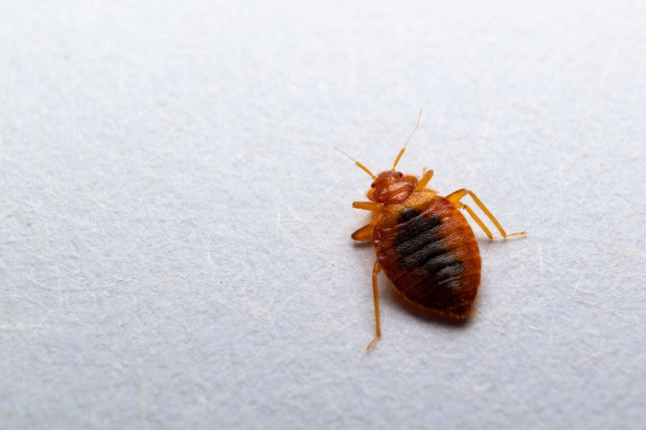 The Misunderstood Parasites That Rule Our World