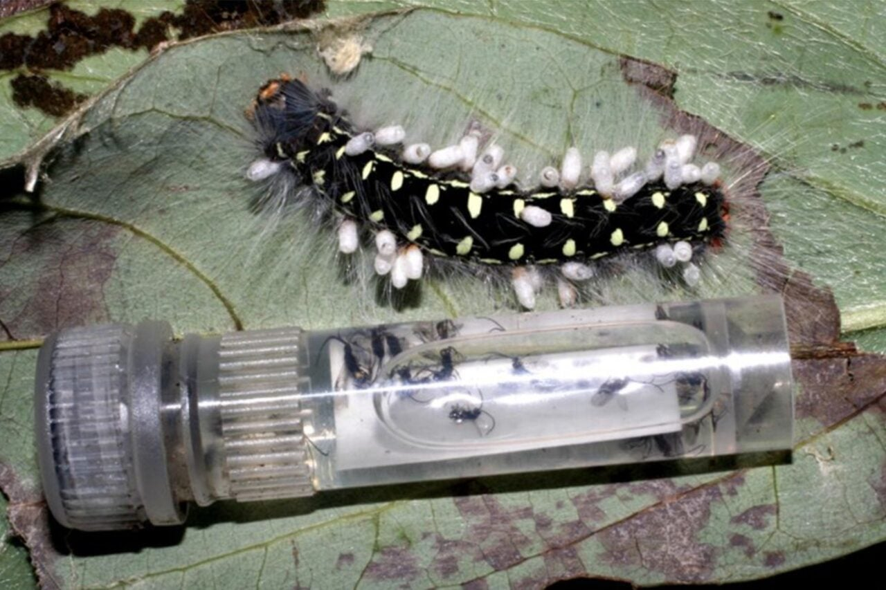 Holy Crap, We Were Way Off About How Many Insect Species Live on Earth