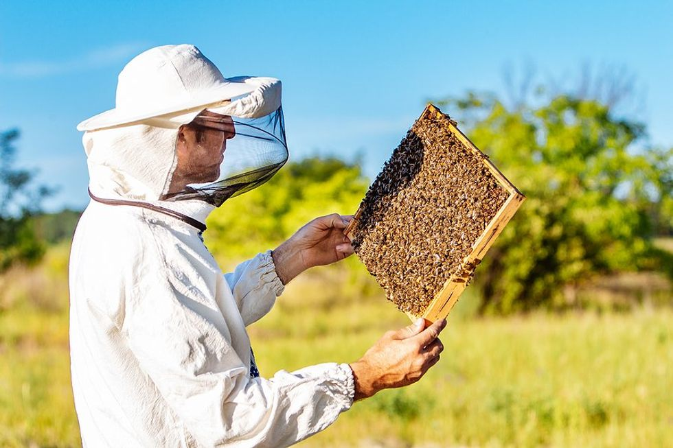 Management & Beekeeping: 3 Tips For Managing A Software Team