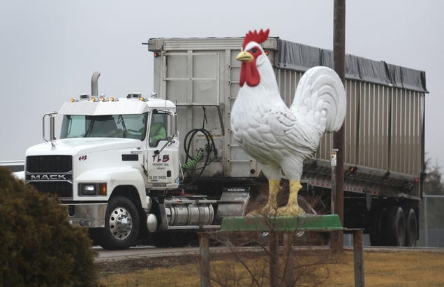 Truck Driver Runs Afoul Of Police After Allegedly Stealing 20 Tons Of Frozen Chicken
