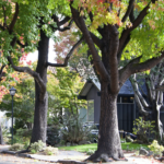 It’s the most perilous time of year to overprice a home: Opendoor