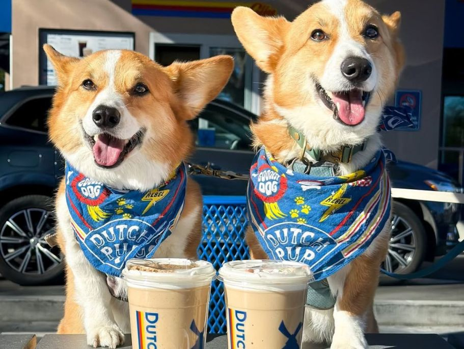 FREE Bandana at Dutch Bros on 8/26 + More National Dog Day Freebies & Deals
