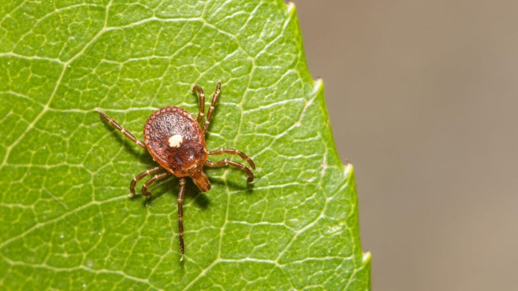 A Rare and Deadly Tick Virus With No Cure Has Taken Hold in New York