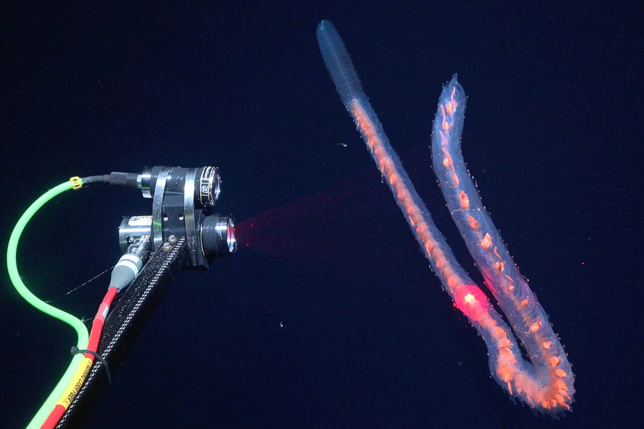 Marine Biologists Discover 31 Potential New Species in Just 2 Weeks at Sea
