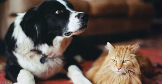 Pet Trusts are Worth the 'Trouble'