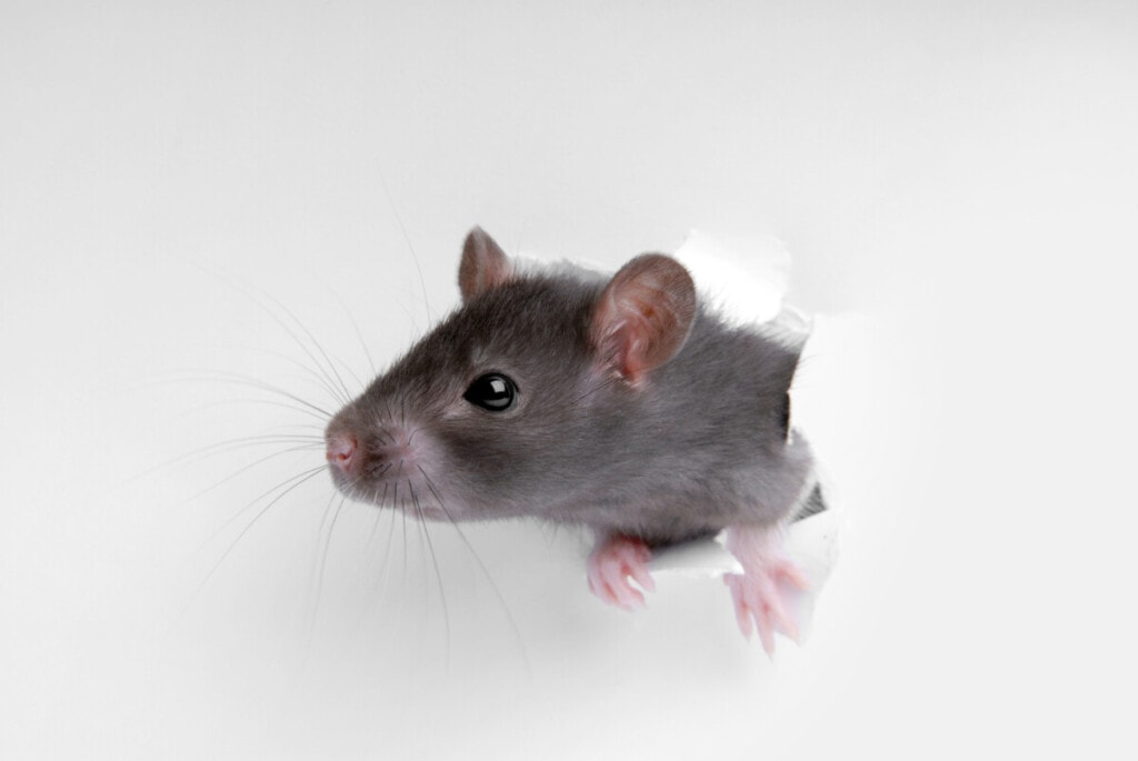 How Do Rats Get into Your House? Entry Points and Strategies for Removal