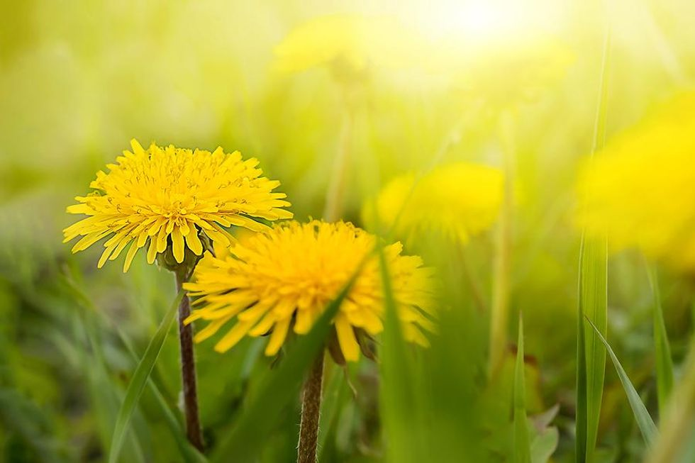 Process Control: Do You Have Dandelions In Your Yard?