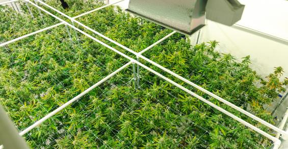 More Investors Eying Ways to Tap the Higher Returns of Cannabis Real Estate